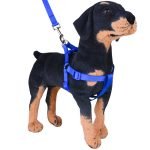 Easy Walk Harness & Leash