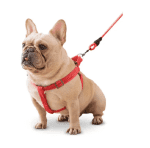 Cotton Harness With Leash