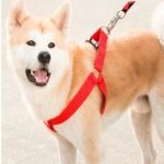 Easy Walk Harness & Leash - Image 11