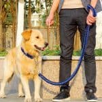 Dog Collar Leash Braided Nylon